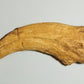 Spinosaurus Claw Cast