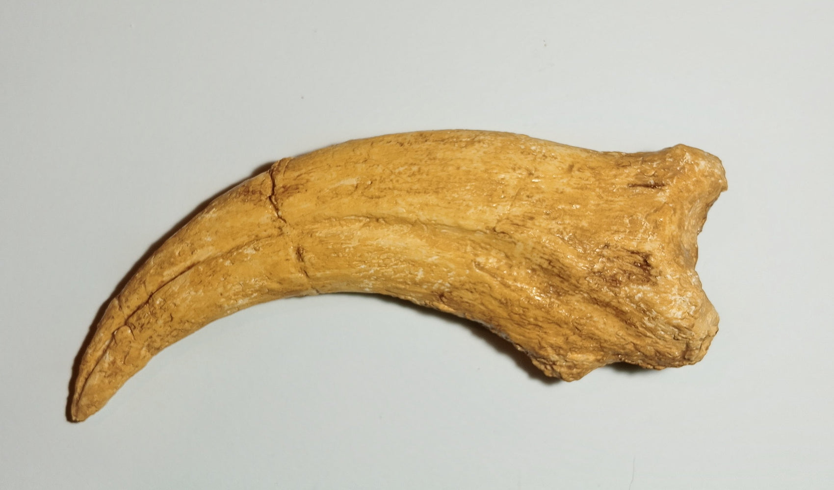 Spinosaurus Claw Cast