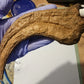 Utahraptor Claw #2 -  8 inches