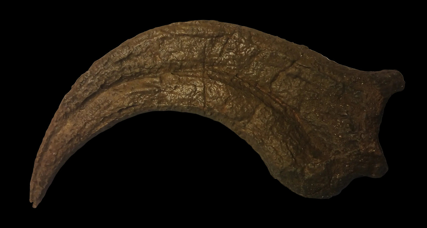 Utahraptor Claw #2 -  8 inches