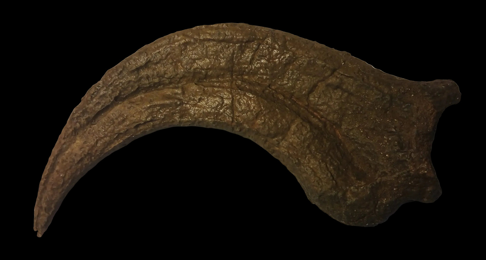 Utahraptor Claw #2 -  8 inches
