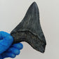 Megalodon Tooth Cast - 4.5 Inches (DSMEGV03)