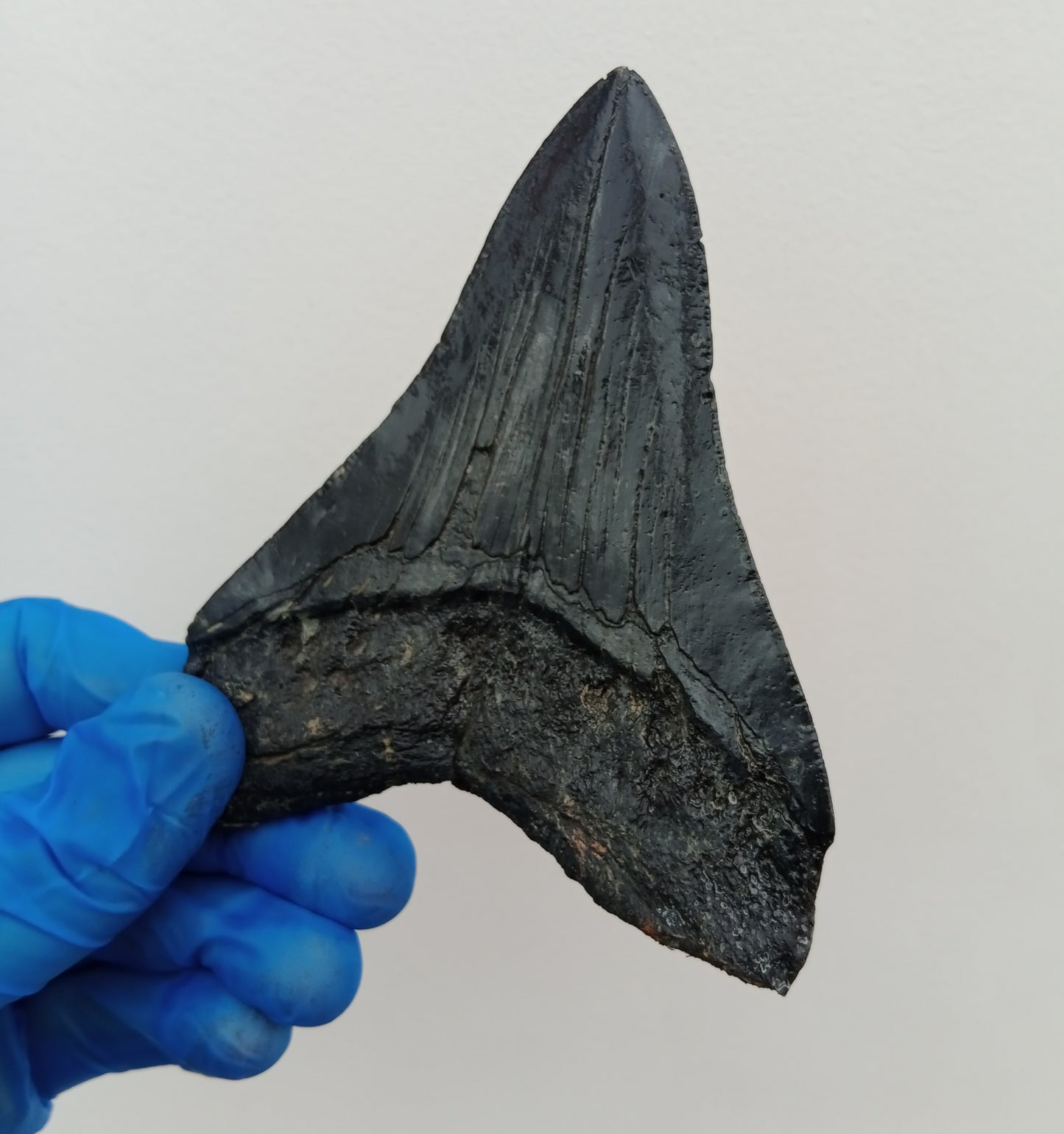Megalodon Tooth Cast - 4.5 Inches (DSMEGV03)