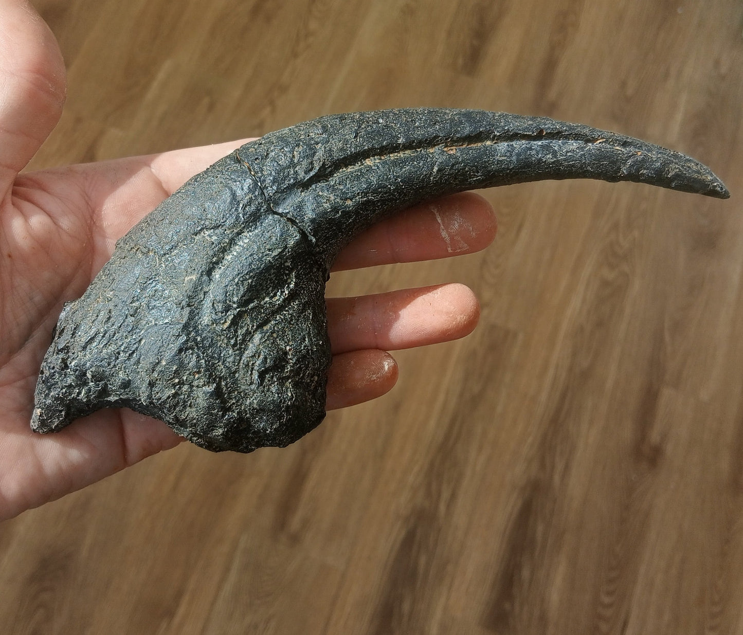 Allosaurus Claw Cast