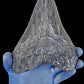 Black Megalodon Tooth On Metal Display Stand