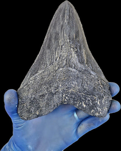 Megalodon Tooth