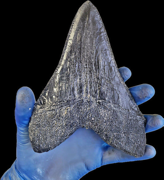 Megalodon Tooth