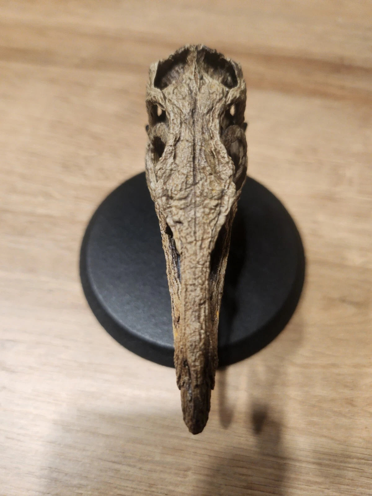 Compsognathus Skull