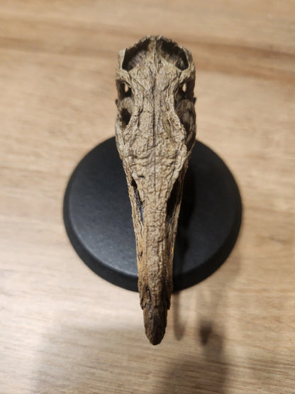 Compsognathus Skull