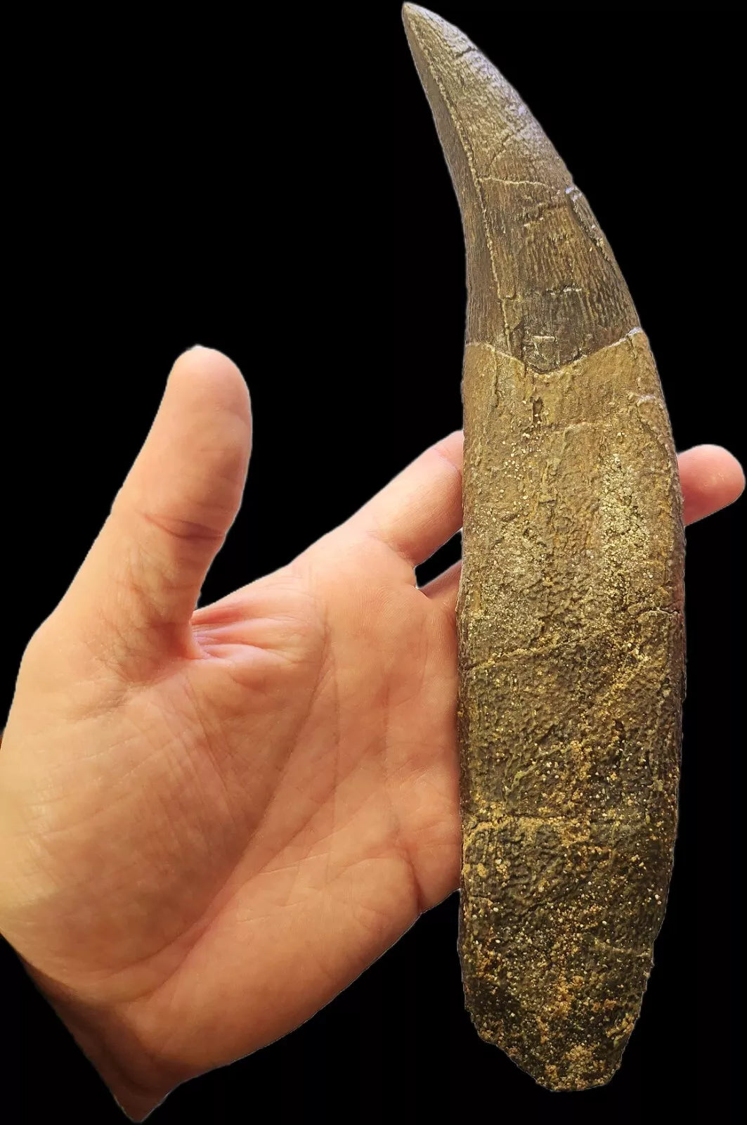 Tyrannosaurus Rex Tooth