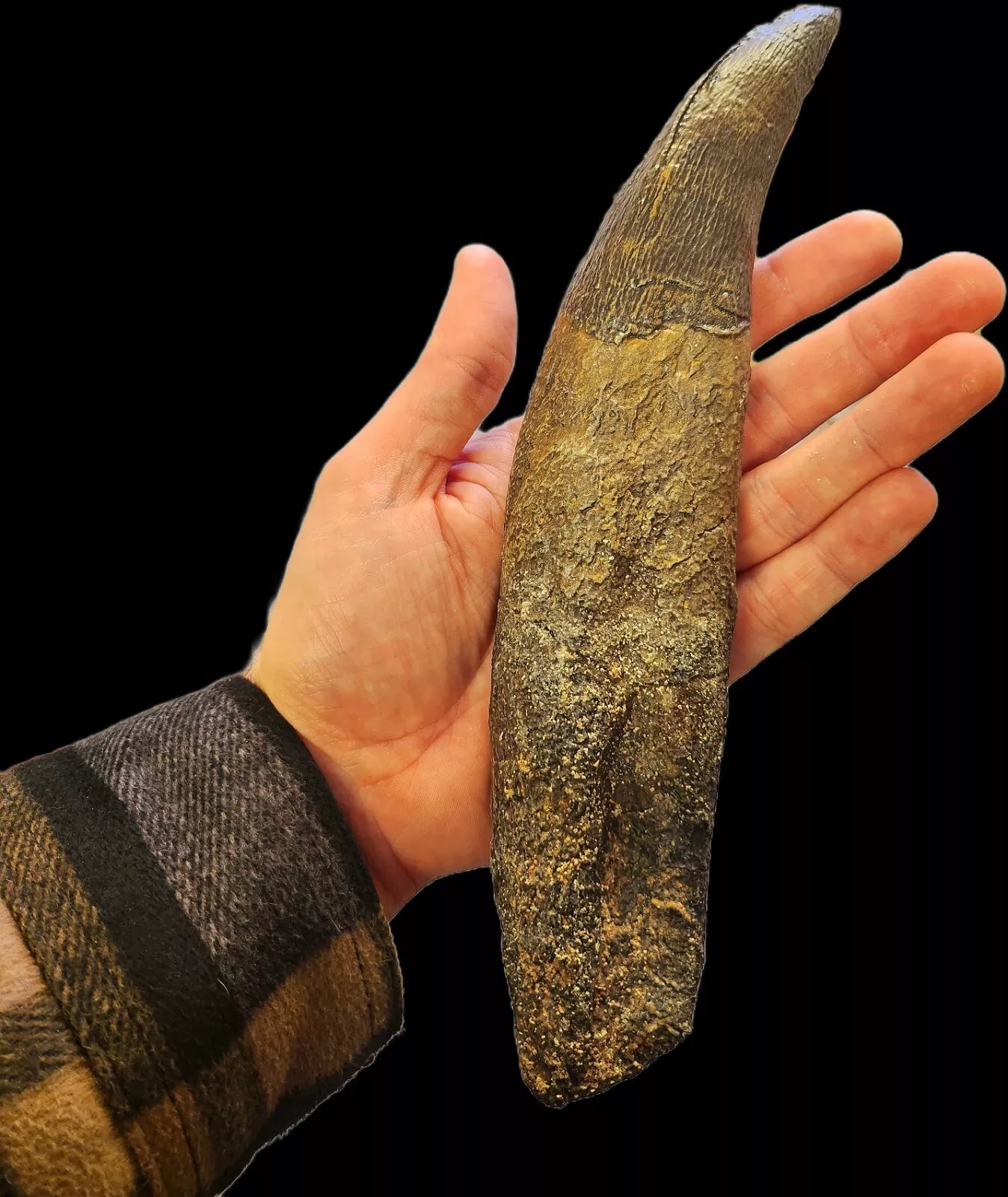 Tyrannosaurus Rex Tooth – DINOSAUR SKELETONS