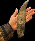 Tyrannosaurus Rex Tooth