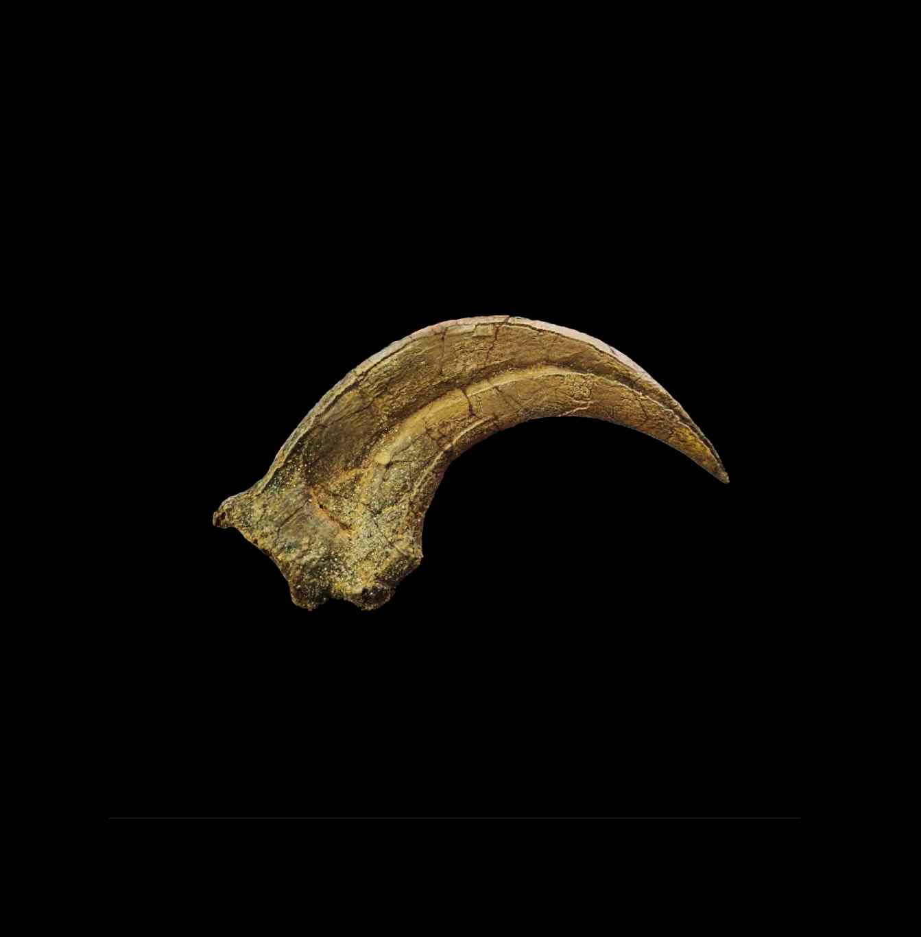 Utahraptor Claw
