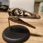 Compsognathus Skull