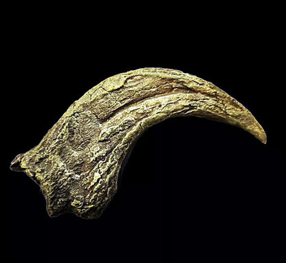 Utahraptor Claw #2