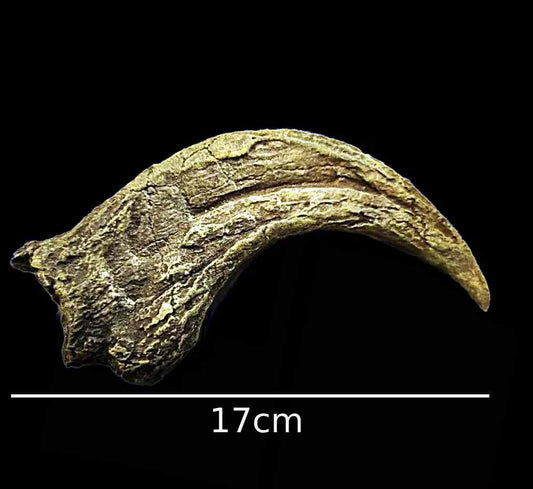 Utahraptor Claw #2