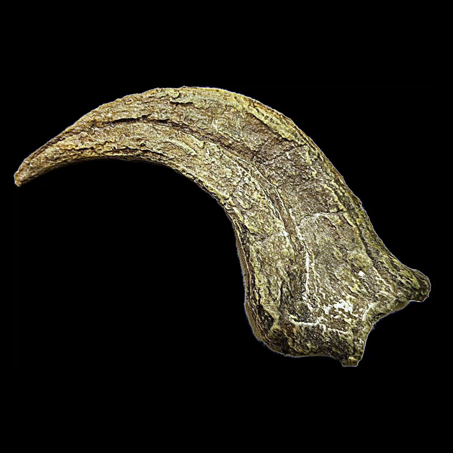 Utahraptor Claw #2