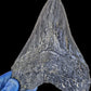Black Megalodon Tooth On Metal Display Stand