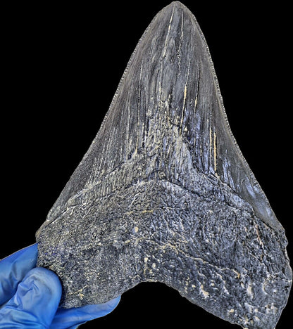Megalodon Tooth