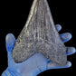 Black Megalodon Tooth On Metal Display Stand