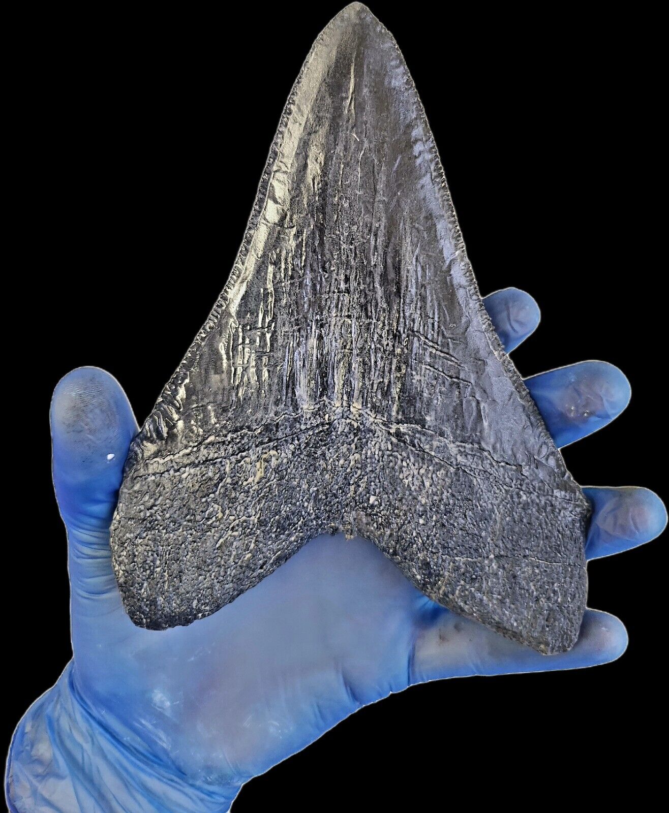 Black Megalodon Tooth