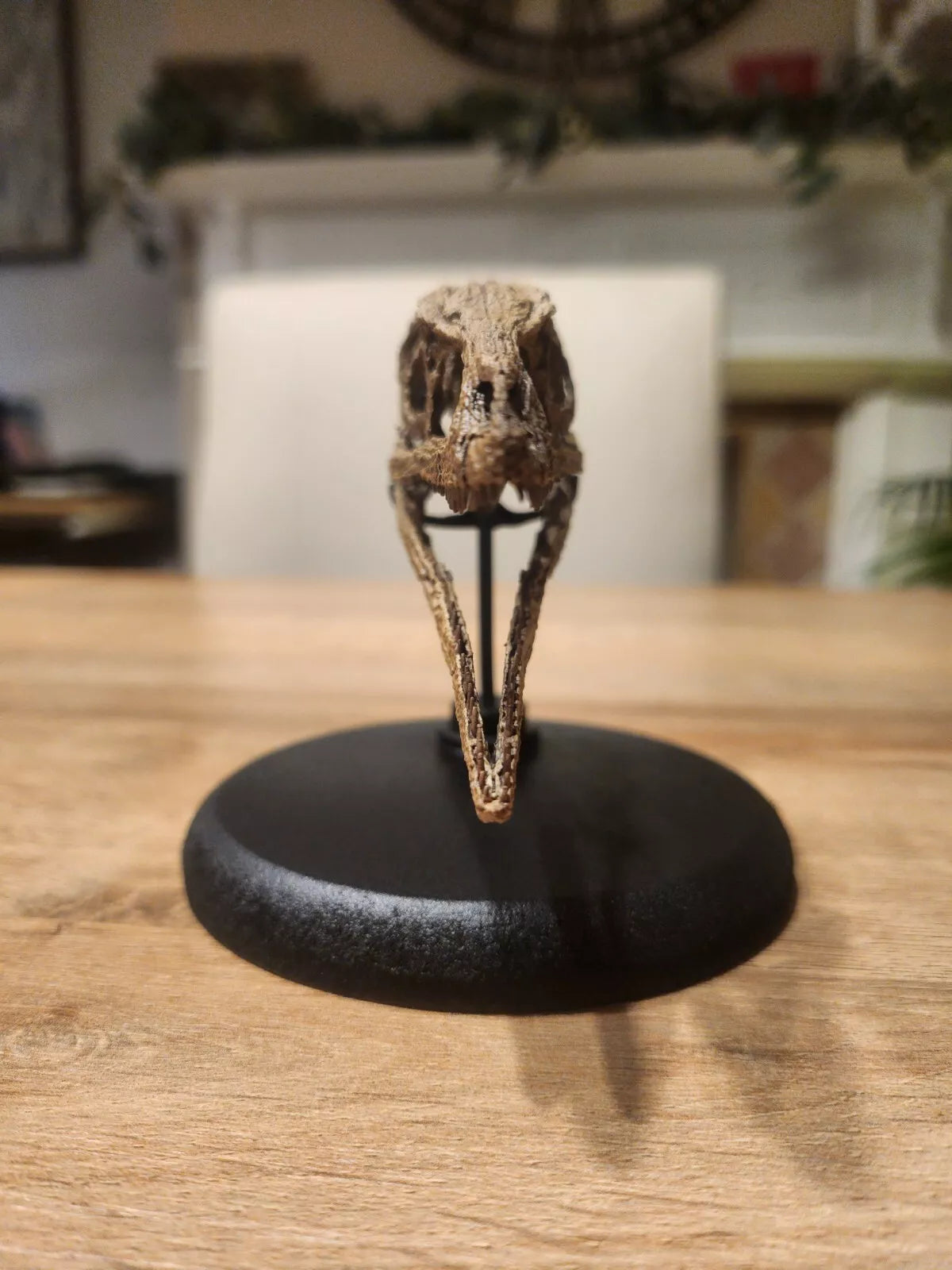 Compsognathus Skull