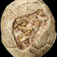 Hadrosaur Egg with Fetus
