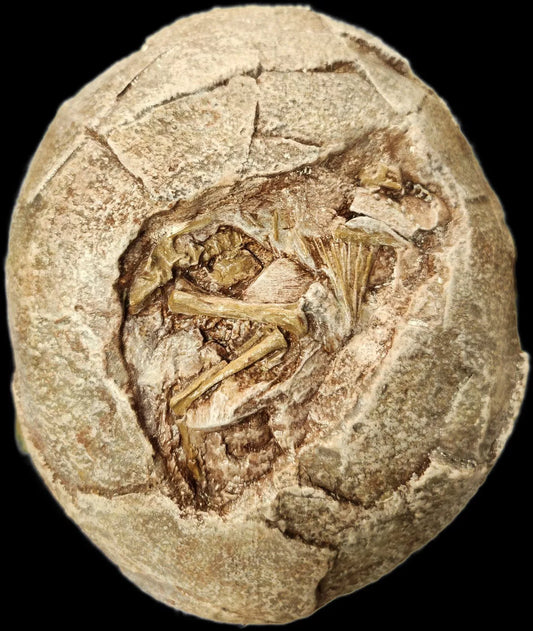 Hadrosaur Egg with Fetus