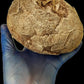 Hadrosaur Egg with Fetus
