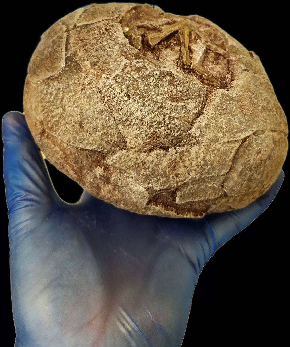 Hadrosaur Egg with Fetus