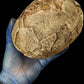 Hadrosaur Egg with Fetus