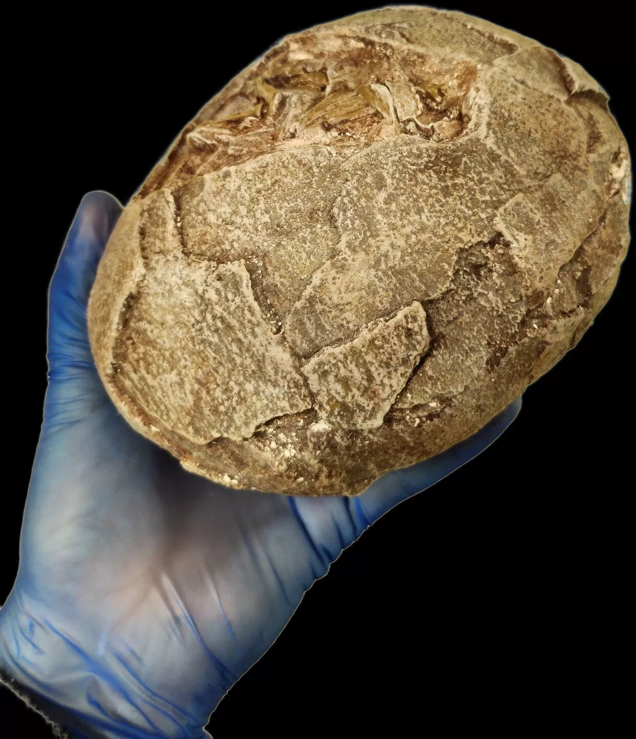 Hadrosaur Egg with Fetus