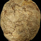 Hadrosaur Egg with Fetus