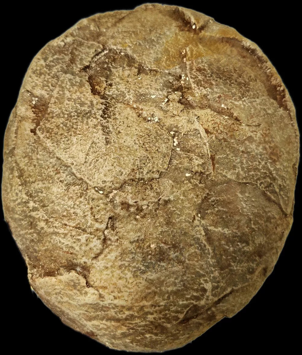 Hadrosaur Egg with Fetus