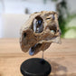Large Psittacosaurus Skull