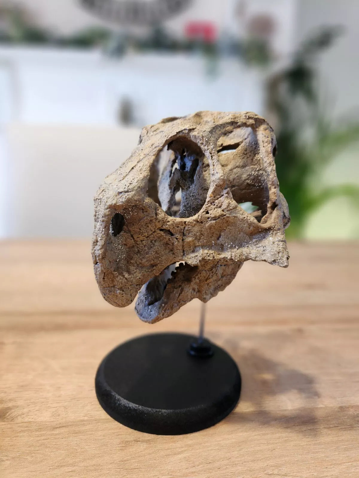 Large Psittacosaurus Skull