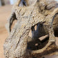 Large Psittacosaurus Skull