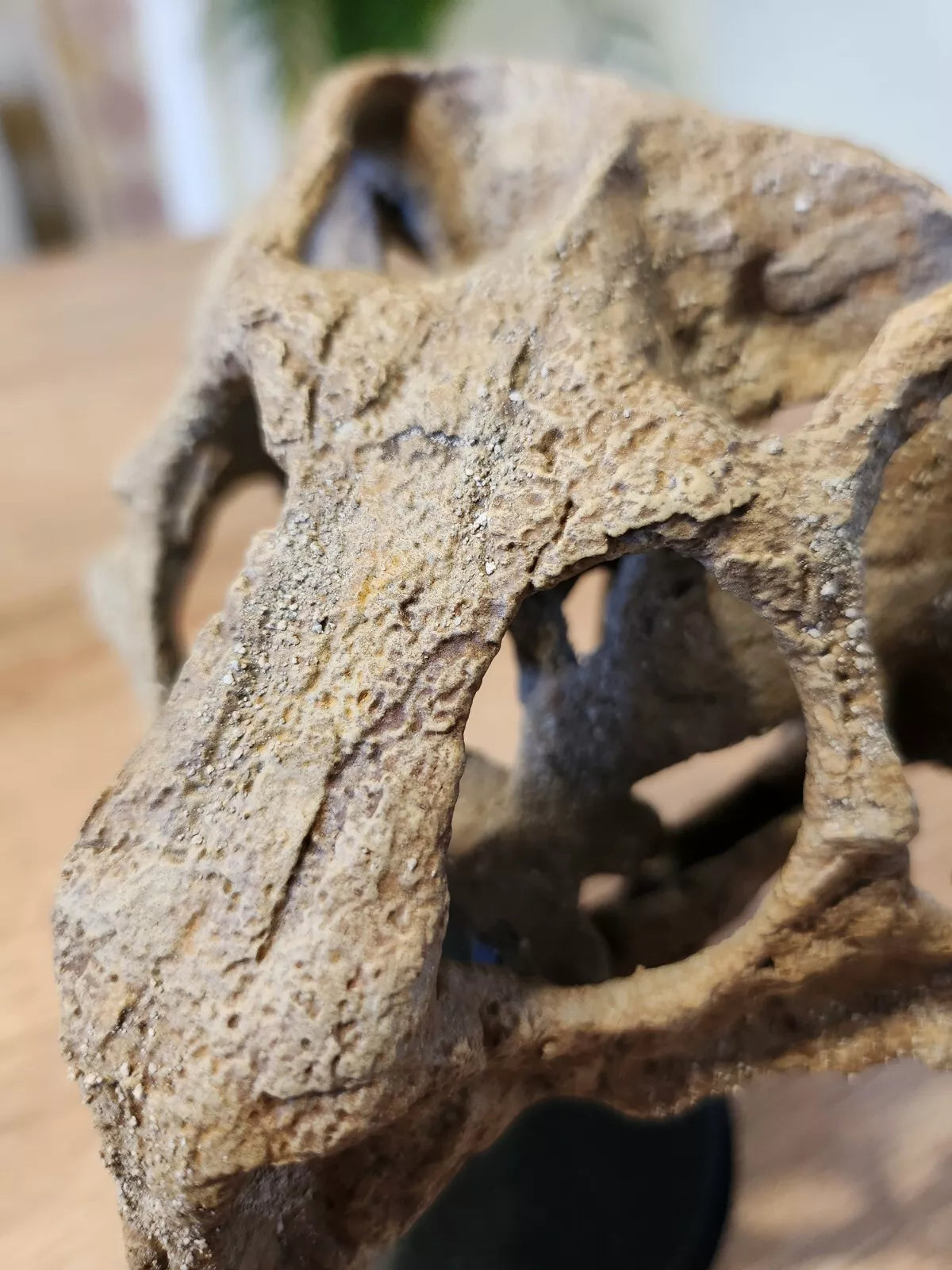 Large Psittacosaurus Skull