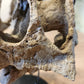 Large Psittacosaurus Skull