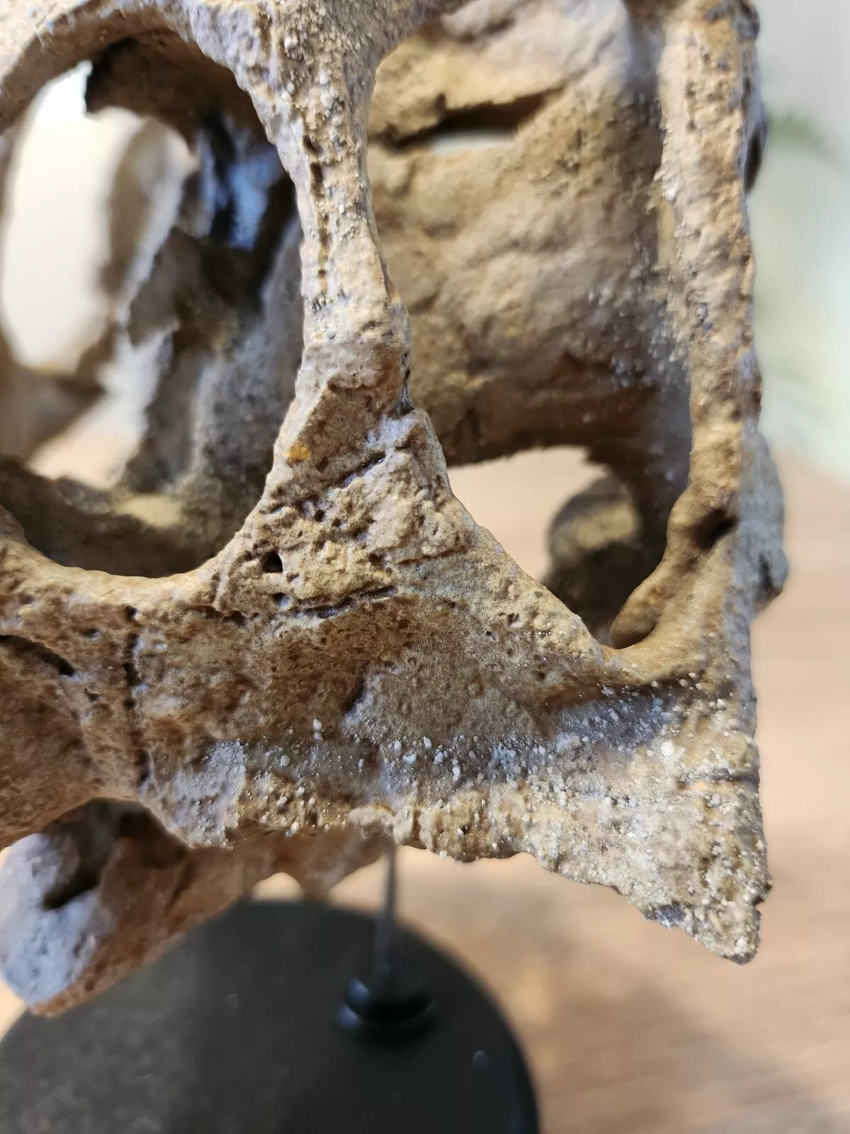 Large Psittacosaurus Skull