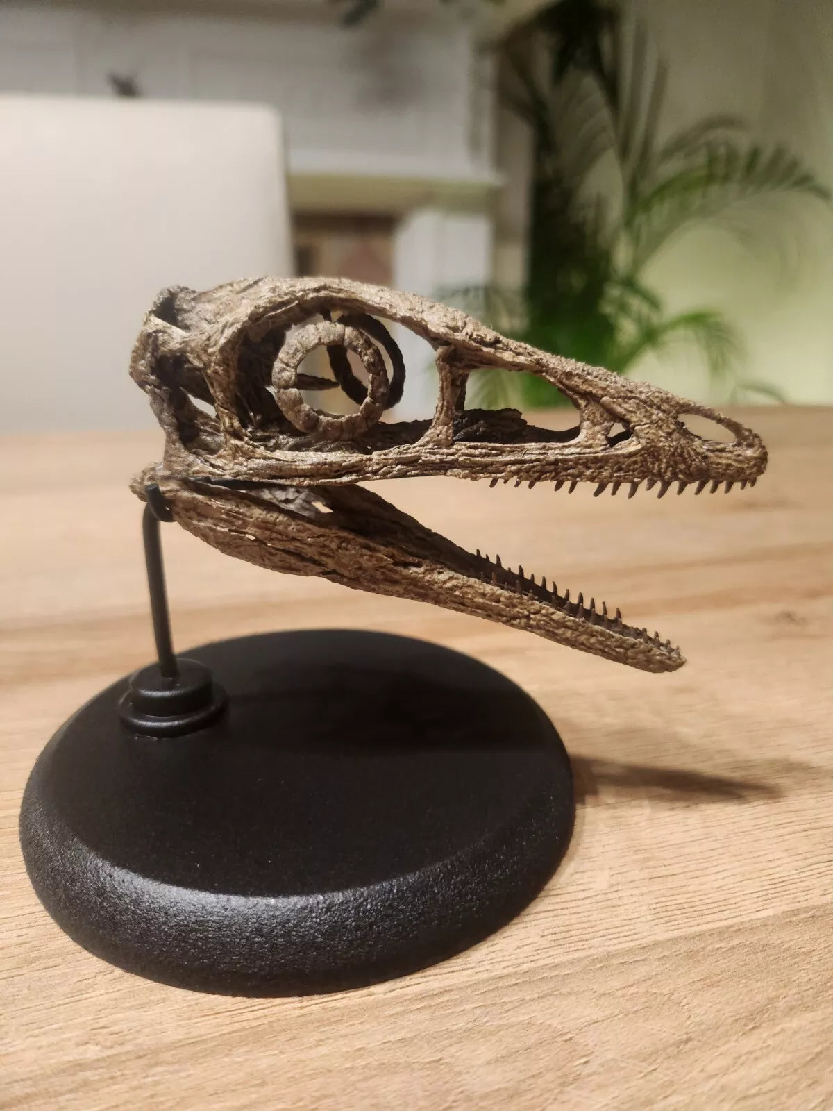 Compsognathus Skull