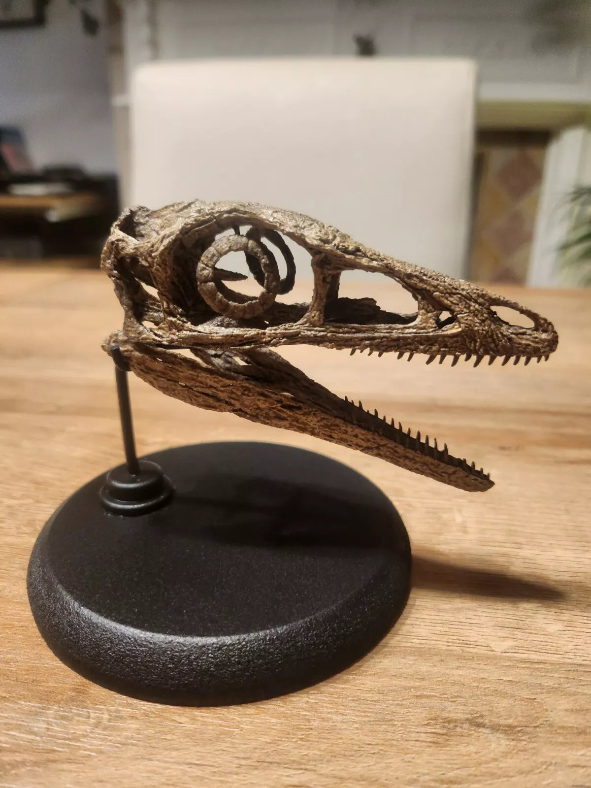 Compsognathus Skull