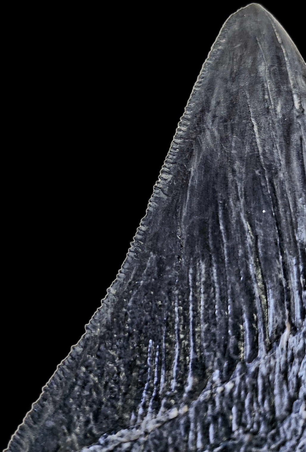 Megalodon Tooth (4 Inches)