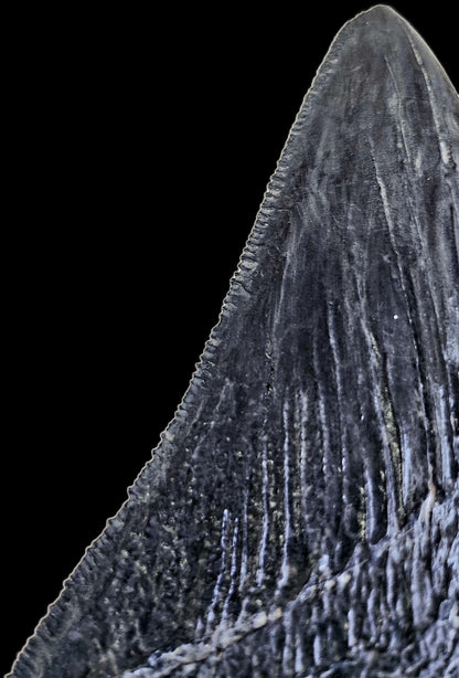 Megalodon Tooth