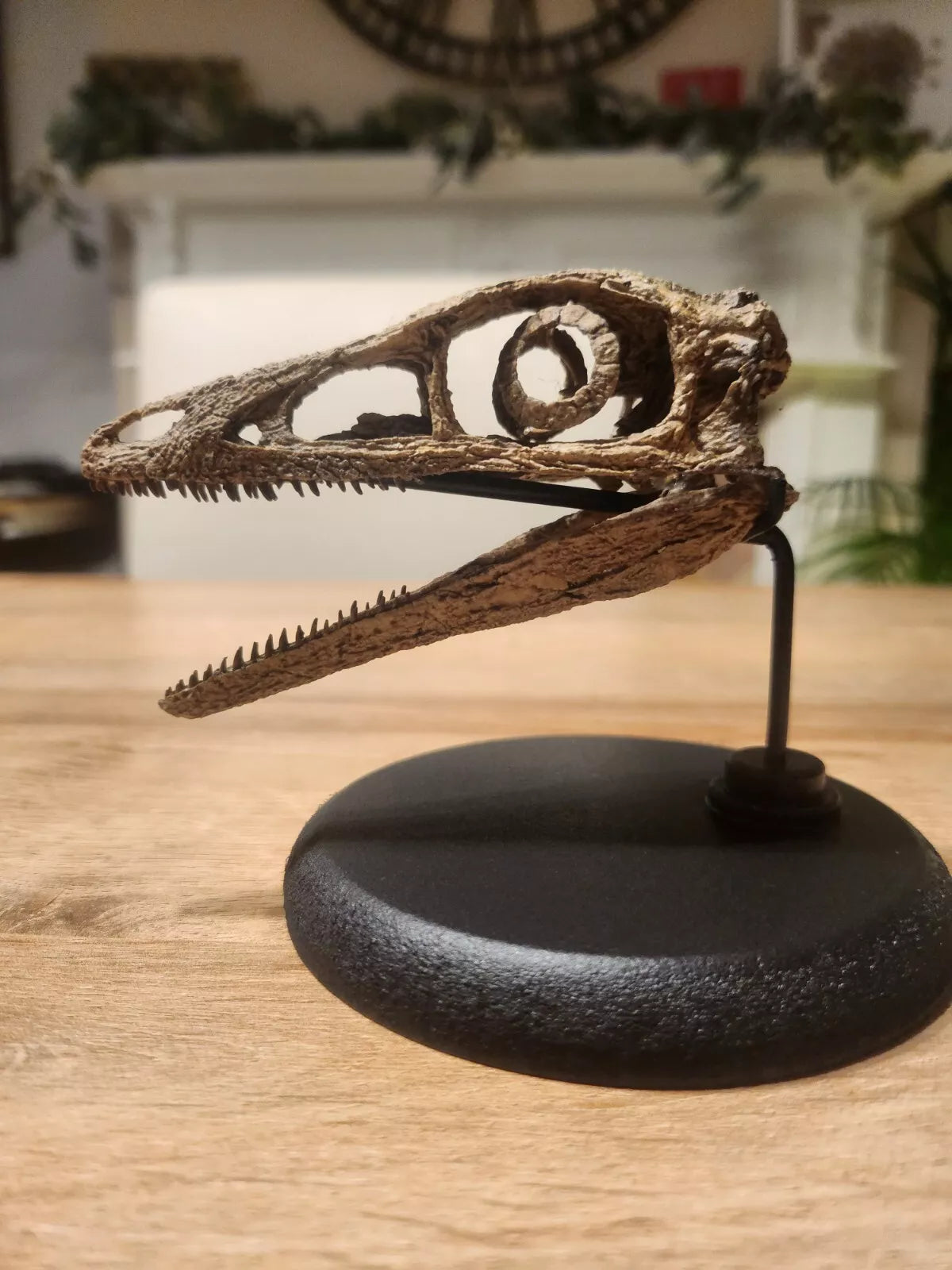Compsognathus Skull