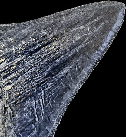 Megalodon Tooth