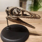 Compsognathus Skull
