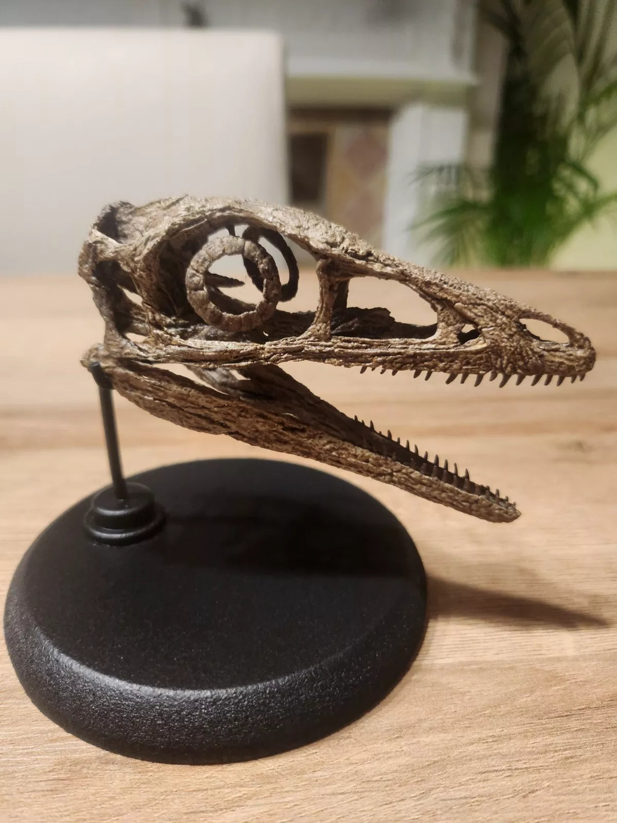 Compsognathus Skull
