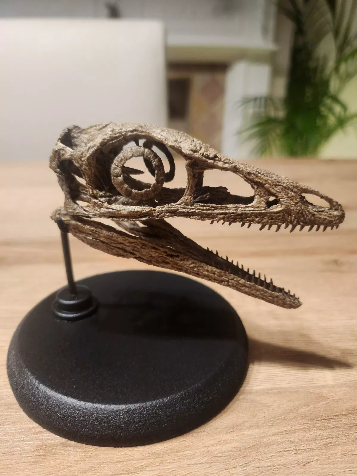 Compsognathus Skull