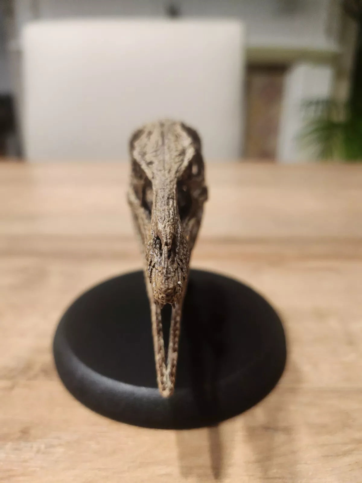Compsognathus Skull